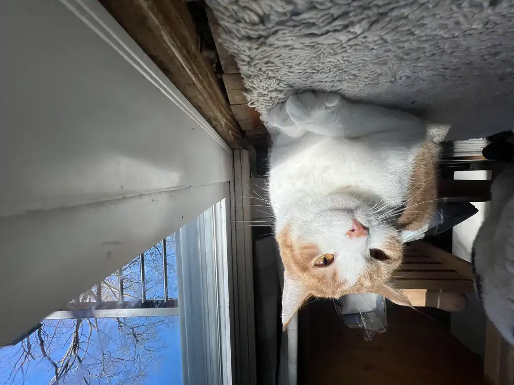 An orange and white cat