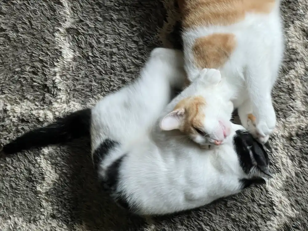 An orange and white cat with a black and white cat