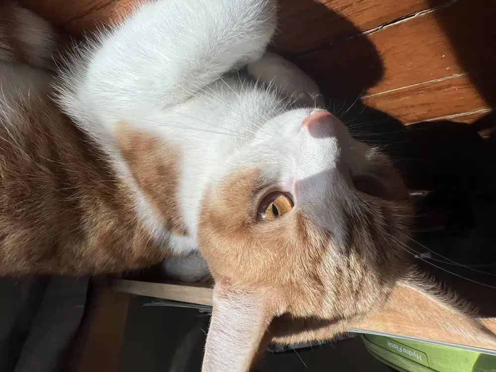 An orange and white cat