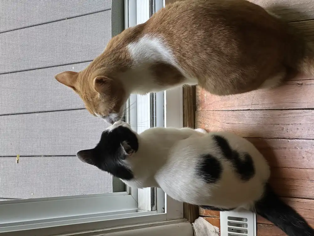 An orange and white cat with a black and white cat
