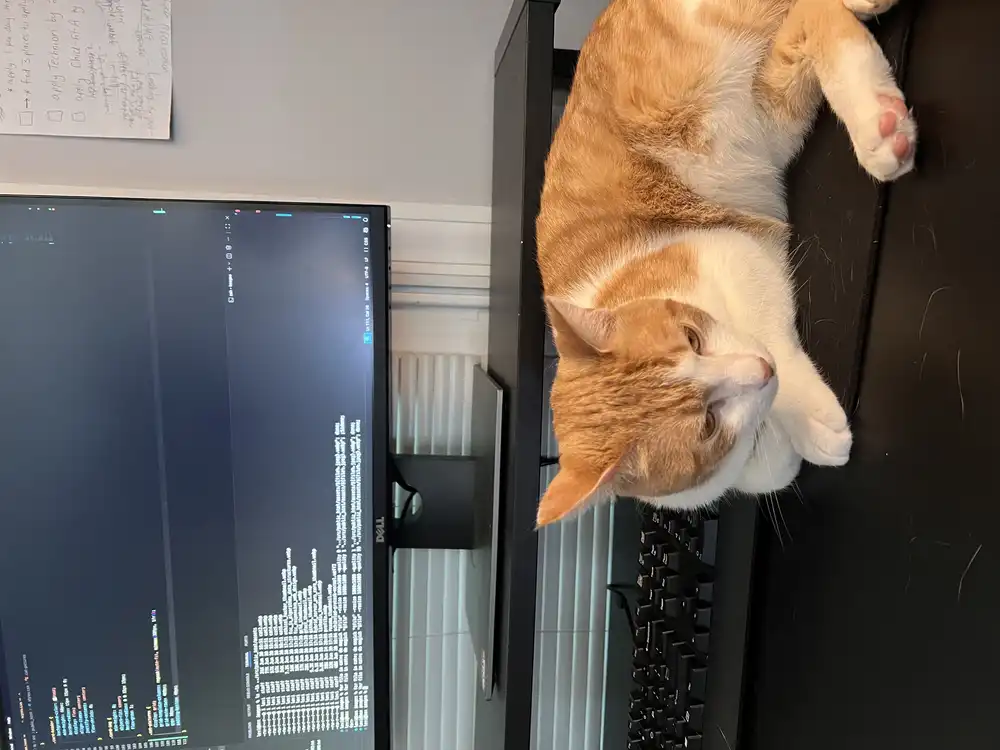 An orange and white cat