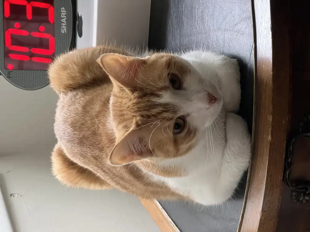 An orange and white cat