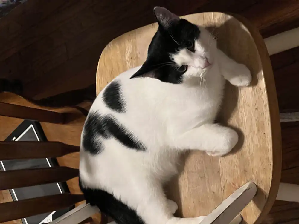 A black and white cat