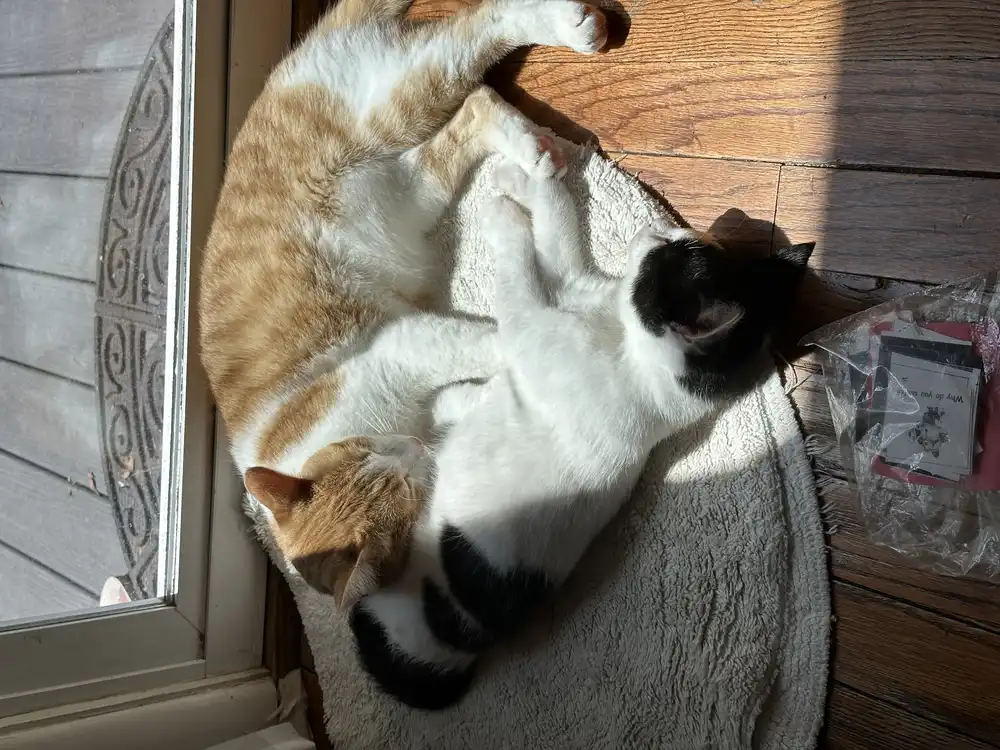 An orange and white cat with a black and white cat