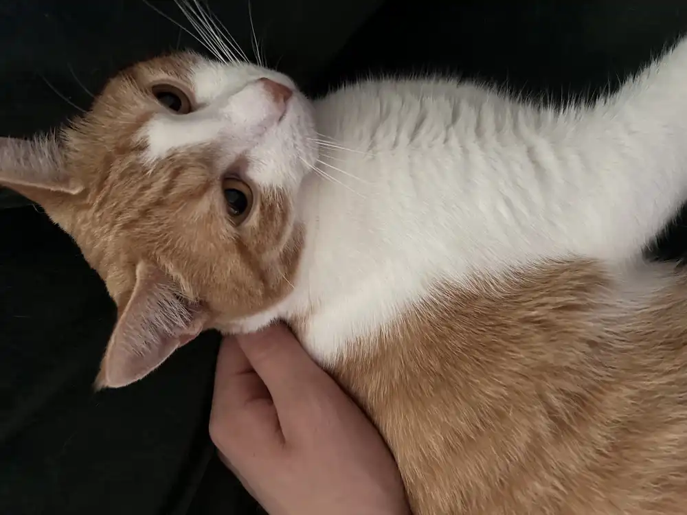 An orange and white cat