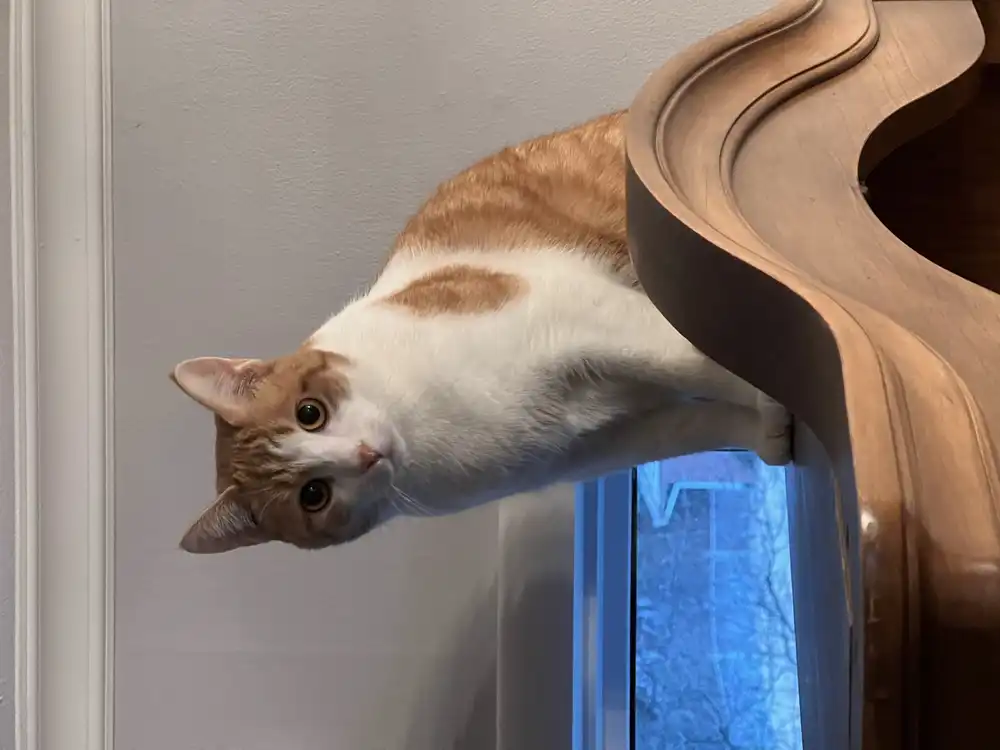 An orange and white cat